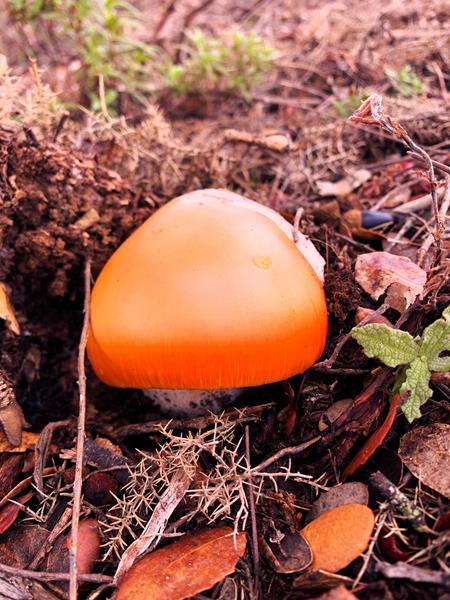 Descubre el Mundo de las Setas en la Sierra de Aracena y Picos de Aroche