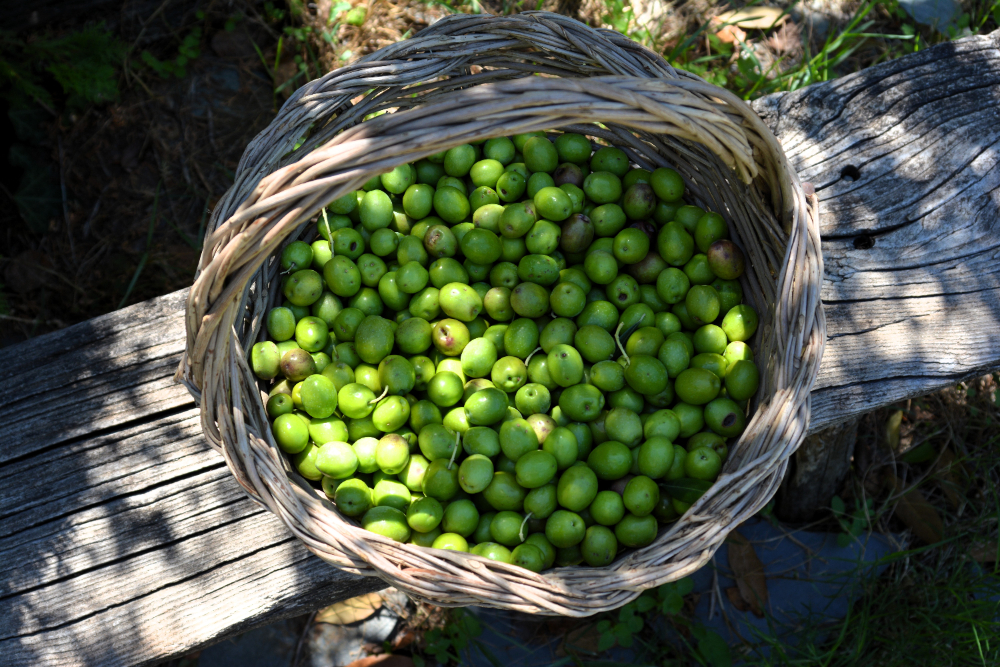 El Arte de la Cata del Aceite de Oliva: Explorando Variedades, Aromas y Sabores