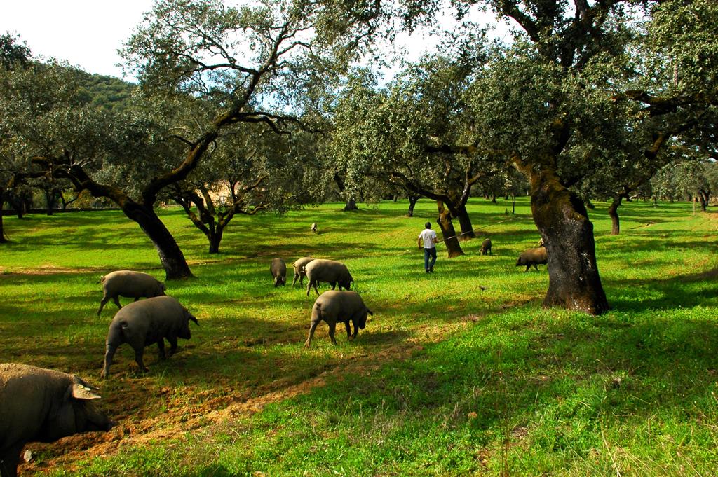 El jamon iberico: Un tesoro gastronomico con siglos de historia